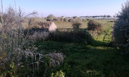 Terracina zona San Benedetto a circa 3 km dal centro di Terracina proponiamo terreno agricolo di mq. 3.300 con fornitura di acqua e luce destinazione a vigneto